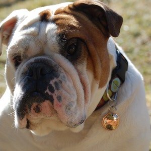 English Bulldog ID Tag Handmade Dog Tag Custom Pet Tag Dog - Etsy