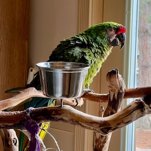 Nine tail feathers from a military macaw parrot