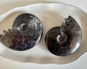 Black Polished Ammonite Fossil: Whole Mid Size Specimen, Collector Gift, Crystal Decor (Madagascar)