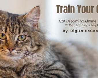 Guía de entrenamiento para gatos principiantes