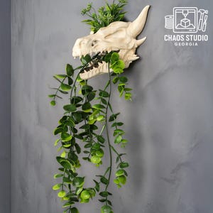 May include: A cream-colored dragon skull wall planter with green foliage. The dragon skull has detailed features and holds trailing greenery in its mouth. The planter is mounted on a gray wall, with the text "CHAOS STUDIO GEORGIA" in the upper right corner.