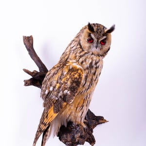 May include: A taxidermy long-eared owl with mottled brown, tan, and cream-coloured feathers perched on a dark, gnarled wooden branch. The owl features prominent ear tufts and striking, vivid red eyes that are directed towards the viewer.