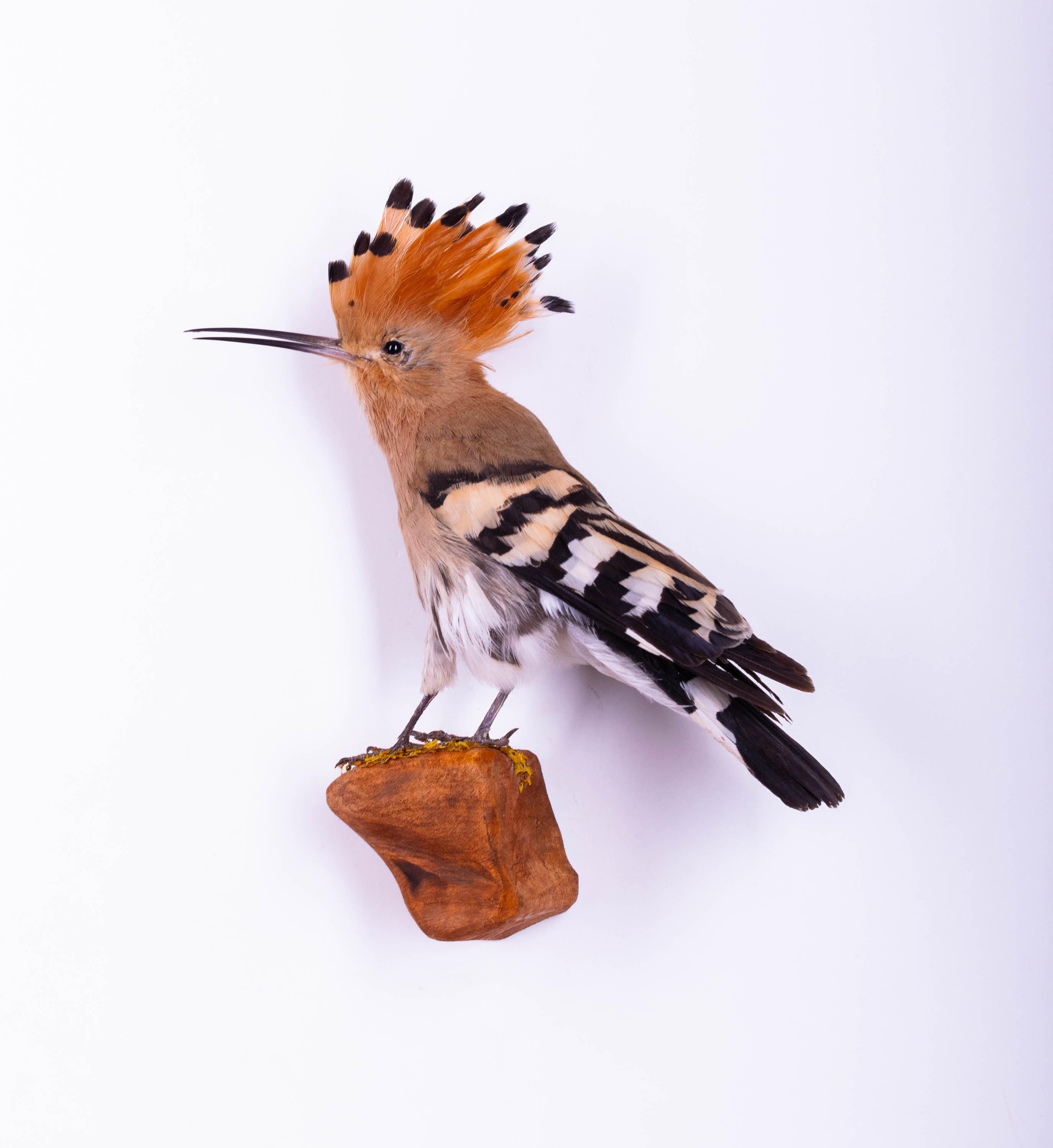 Bird taxidermy - Etsy 日本