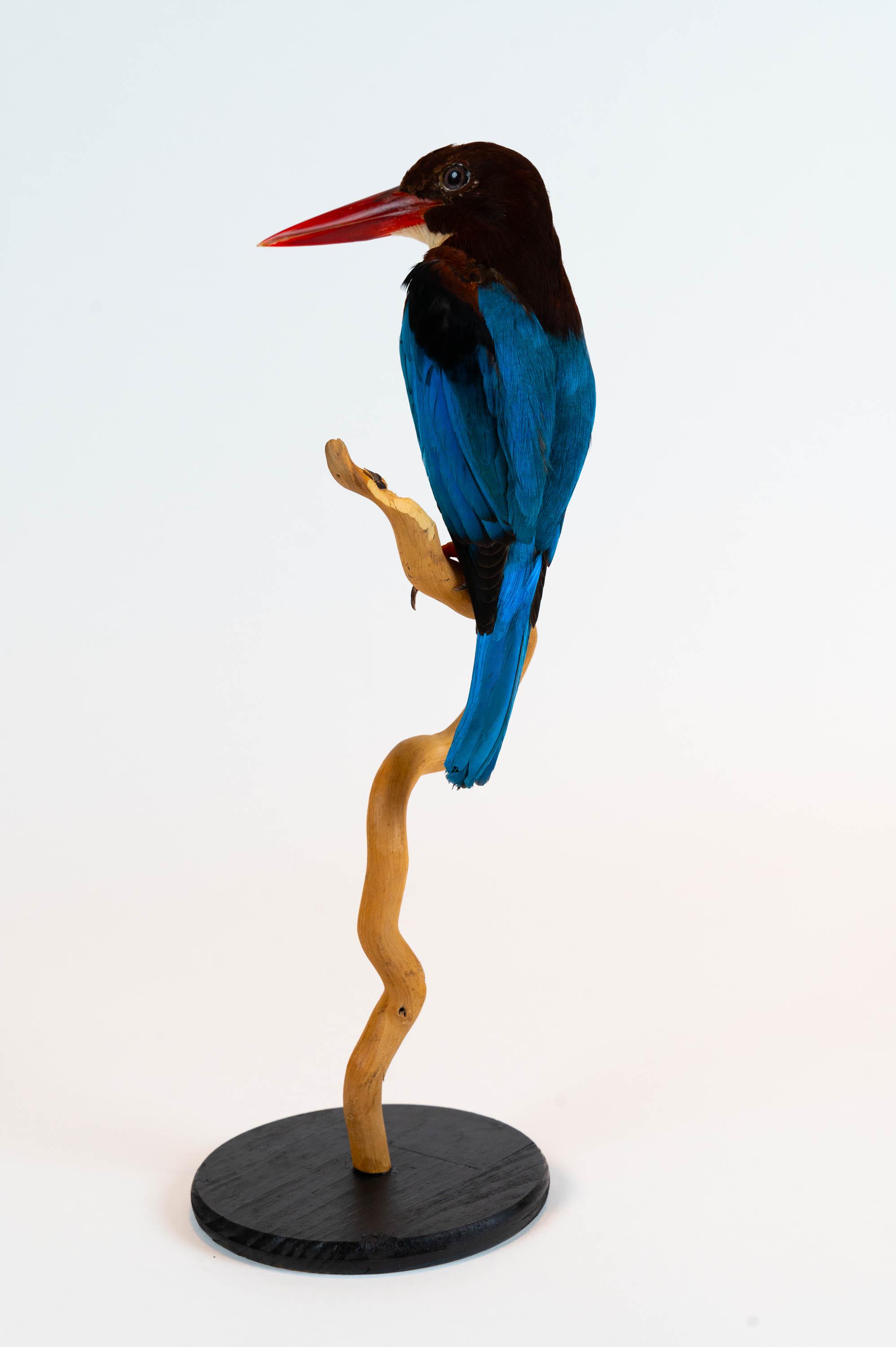 Taxidermy hummingbirds - Etsy 日本