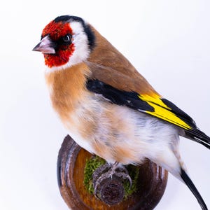 Pájaro taxidermizado Jilguero Pequeño animal de peluche Montaje en pared Pájaro colorido Carduelis carduelis