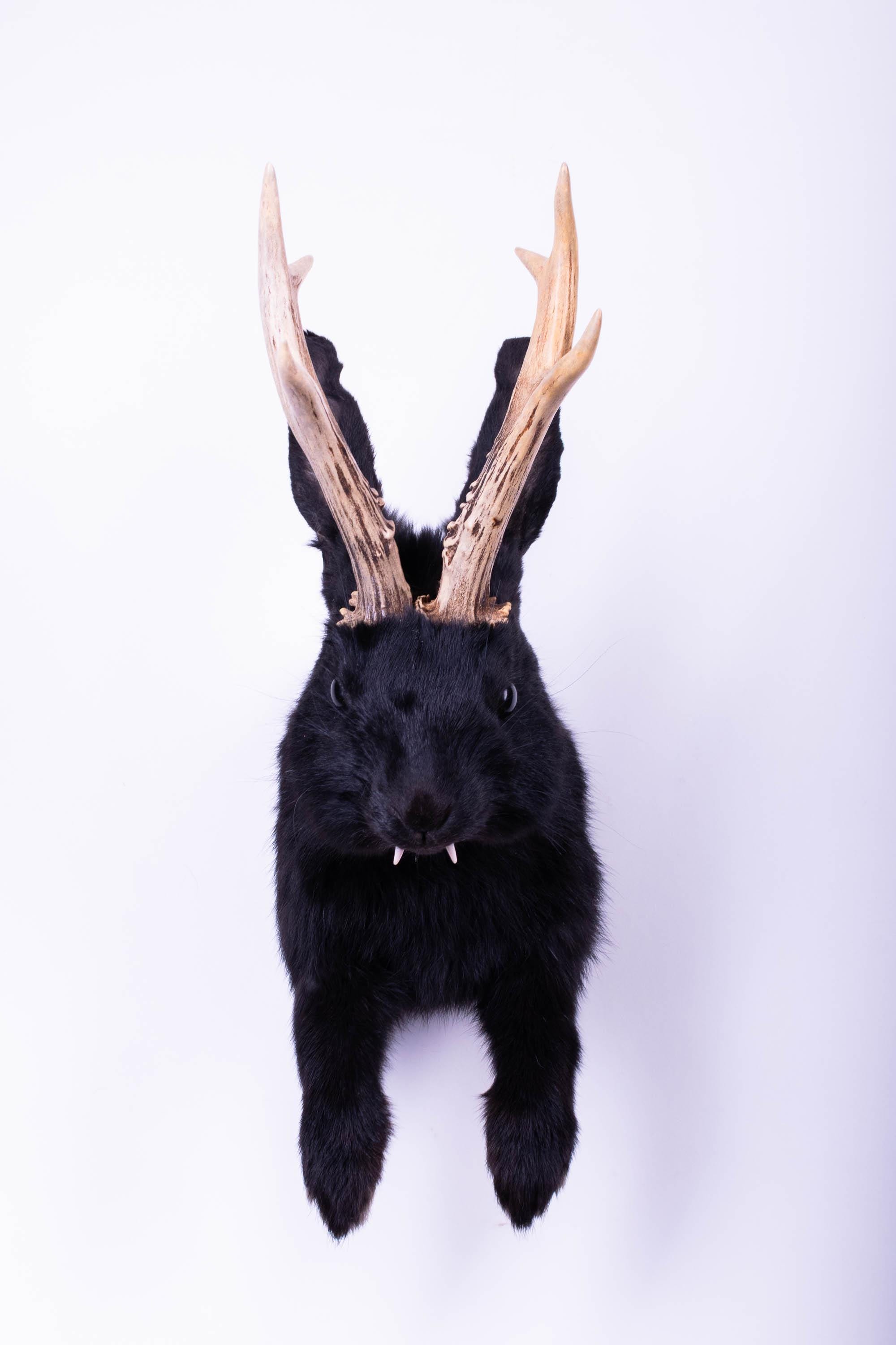 Taxidermy Jackalope Hare Bunny Horns Rabbit Real Stuffed Animal ...
