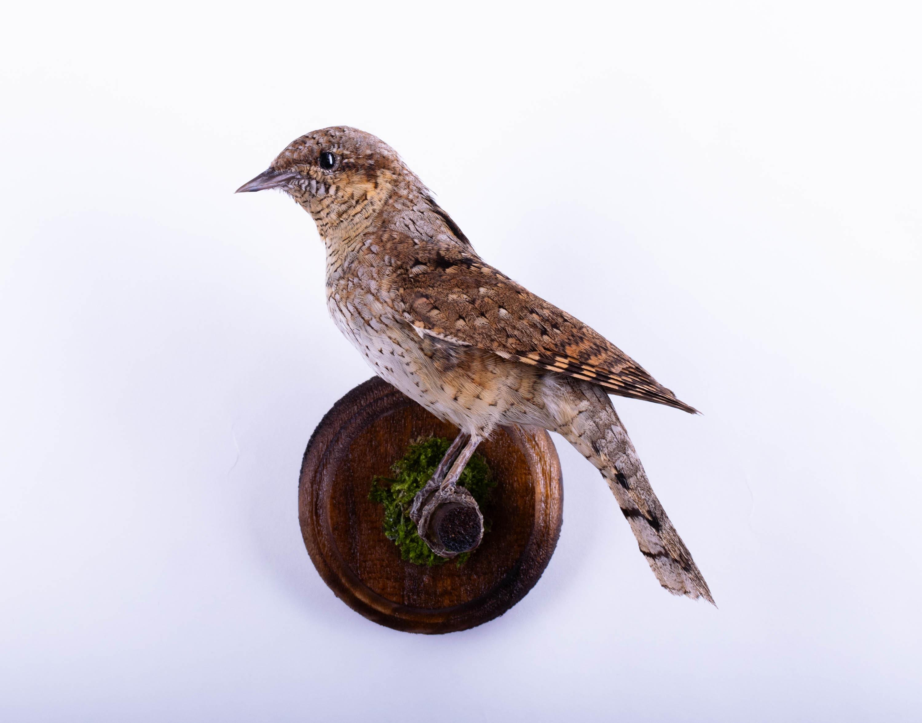 Bird skin taxidermy - Etsy 日本
