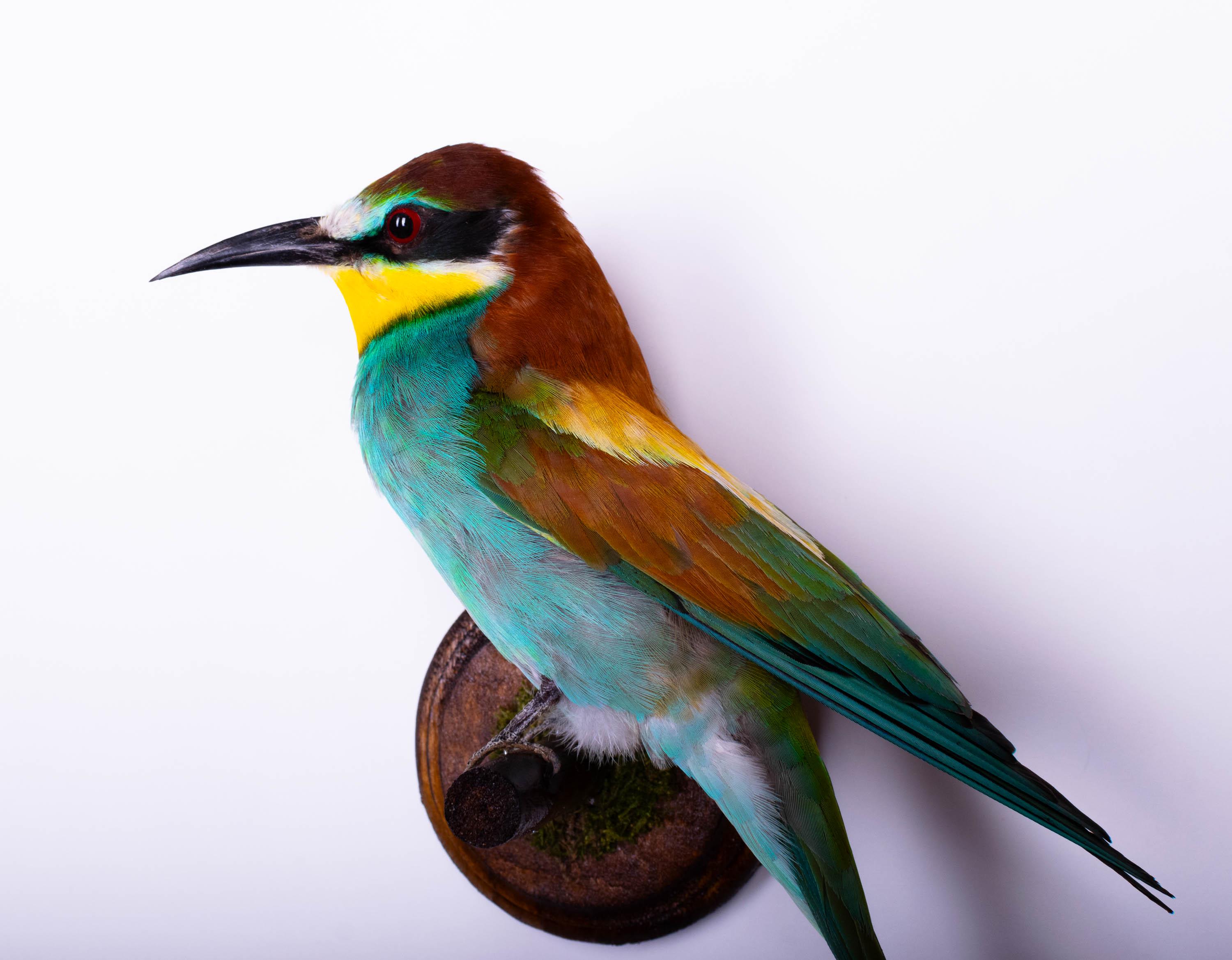 Bird skin taxidermy - Etsy 日本