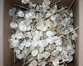 MONEY PLANT white Lunaria Lg. Priority Box Free Shipping