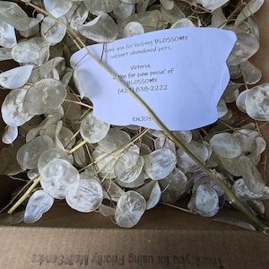 Money Plant lunaria SALE Silver Dollar 70/100 Stems Lg. Priority Box FREE SHIPPING 2024/25 Honesty Plant