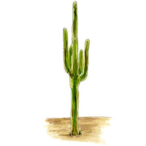 Könnte beinhalten: Ein Aquarellbild eines hohen, grünen Kaktus mit mehreren Armen, die aus dem Hauptstamm wachsen. Der Kaktus steht vor einem hellbraunen Hintergrund.