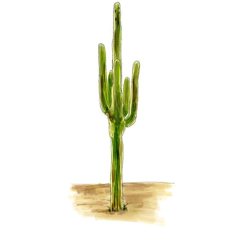 May include: A watercolor painting of a tall, green cactus with multiple arms growing from the main stalk. The cactus is set against a light brown background.