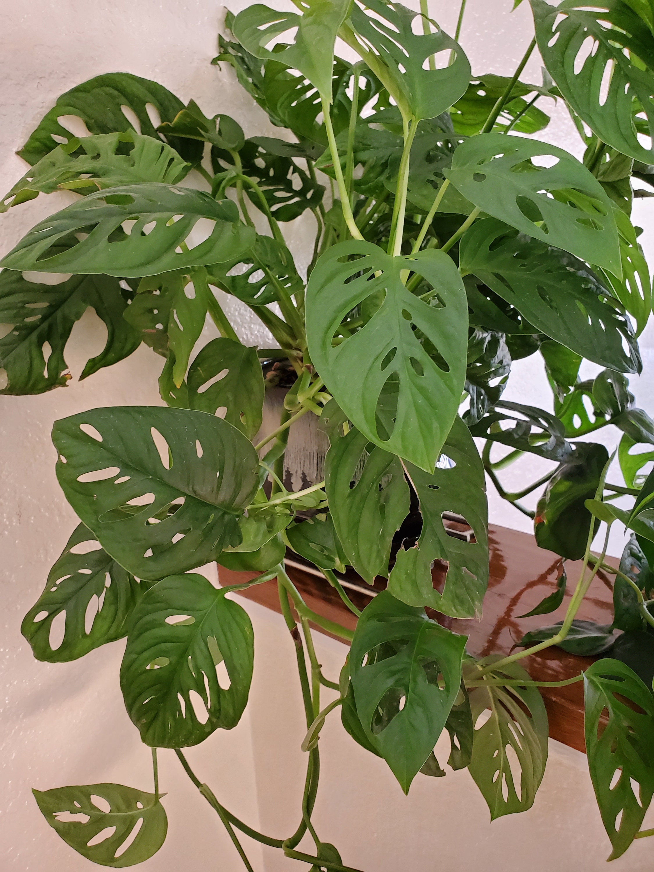 Swiss Cheese Plant 10 Vine Cutting 24 Leafs Monstera Etsy