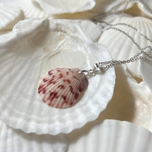 May include: A silver chain necklace with a pink and red seashell pendant. The seashell has a detailed pattern and is surrounded by white seashells.