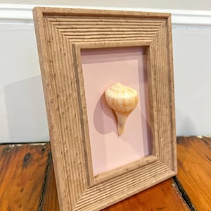 May include: A seashell framed in a light brown wood frame with a pink background.