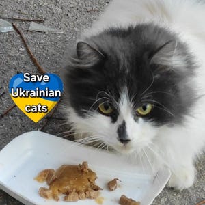 Wir stehen mit der Ukraine - Ukrainische Familie unterstützen - Haustiere retten - Digital Download Datei - Ukrainische Postkarte - Sofortiger Download Mediadatei