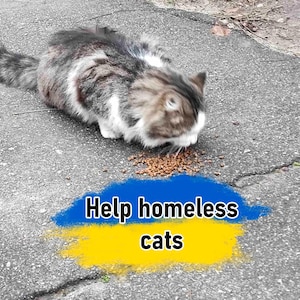 May include: A gray and white cat eats cat food on a gray concrete surface. The text "Help homeless cats" is written in blue and yellow on the surface.