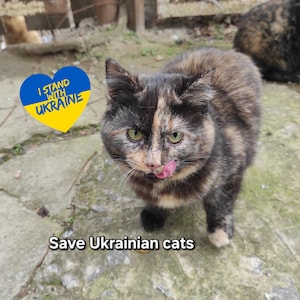 Katze UA. Victory ua. Digitale Datei Download. Ukrainische Ansichtskarte. Stützhaustier. Sofort Download Mediadatei.