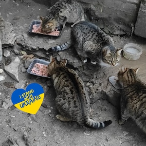 Fermate la guerra in Ucraina. State con l'Ucraina. Animale domestico ucraino. Download di file digitali. Cartolina ucraina