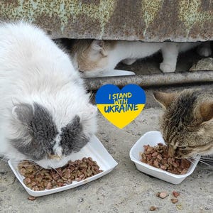 Foto der Ukrainischen Katze, Ukrainische Postkarte, Liebe Ukraine, Solidarität mit der Ukraine, Ukraine Digital Download, Ukraine Karte, Blau Gelb