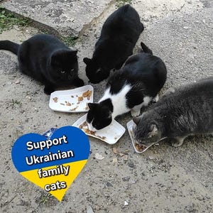Unterstützen Sie Ukrainische Familie. Frieden für die Ukraine. Digitale Datei Download. Ukrainische Haustier. Katze sparen. Ukrainische Ansichtskarte