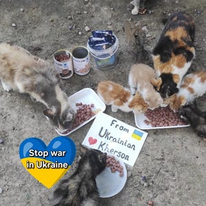 Download de arquivo digital. Solidariedade com a Ucrânia. Cartão postal ucraniano. Paz para a Ucrânia. Gato ucraniano