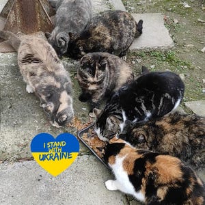Unterstützen Sie die Ukrainische Familie - Digitaler Datei Download - StandWithUkraine - Ukrainische Postkarte - UA Katze - Peace in UA