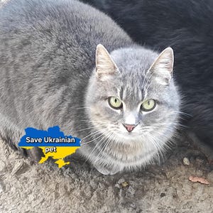 Digitaler Dateidownload. Ukrainische Ansichtskarte. Unterstütze die Ukraine. Save Katze Haustier. Sofort Download Mediadatei. Stehen Sie mit der Ukraine