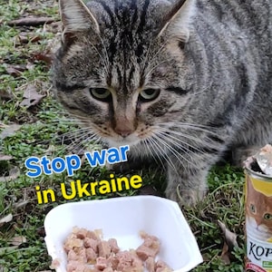 1000 giorni di guerra in Ucraina - Sostieni UA - Abbiamo bisogno di pace - Salva l'animale domestico - Download di file digitali - Cartolina ucraina
