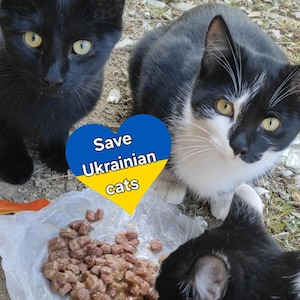 Unterstützen Sie Ukrainische Haustiere. Tiere retten. Ukraine Katze Postkarte. Digitale Datei Download. Solidarität mit der Ukraine