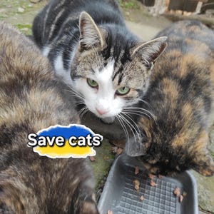 Unterstützen Sie die Ukrainische Familie, Ukrainische Postkarte, Solidarität mit der Ukraine, Ukrainische Katze, Ukraine Digitaler Download, Rettet Haustiere, #StandWithUkraine