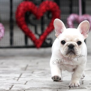 Cartões de Dia dos Namorados Bulldog Francês - Frenchie Valentine - Cartão de Dia dos Namorados - Frenchie Valentine - Conjunto de 4 cartões
