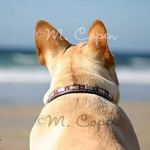 Fawn Frenchie a Beach, Guardando Ocean, Contemplation French Bulldog, Ocean Frenchie - One Card