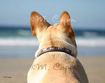 Fawn Frenchie at Beach, Looking at Ocean, Contemplation French Bulldog, Ocean Frenchie - One Card