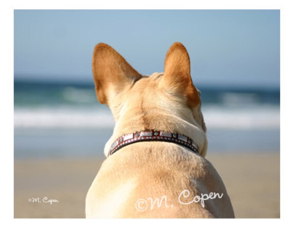 Sea Breeze French Bulldog Cards Beach French Bulldog Set Etsy