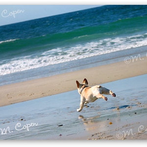 Estate infinita - Fawn French Bulldog - Beach Cards - Ocean - Set di 4 carte