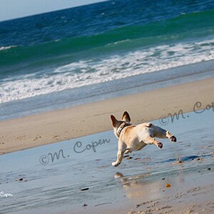 Spiaggia Legato Bulldog francese, Ocean Frenchie, Fawn Frenchie a Beach, Frenchie al Beach French Bulldog in spiaggia, One Card