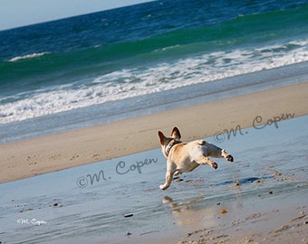 Beach Bound French Bulldog, Ocean Frenchie, Fawn Frenchie at Beach, Frenchie at the Beach French Bulldog at the beach, One Card