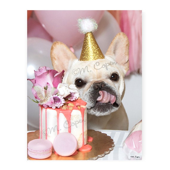 Joyeux Anniversaire Francais Bulldog Cards Une Carte Fawn Etsy