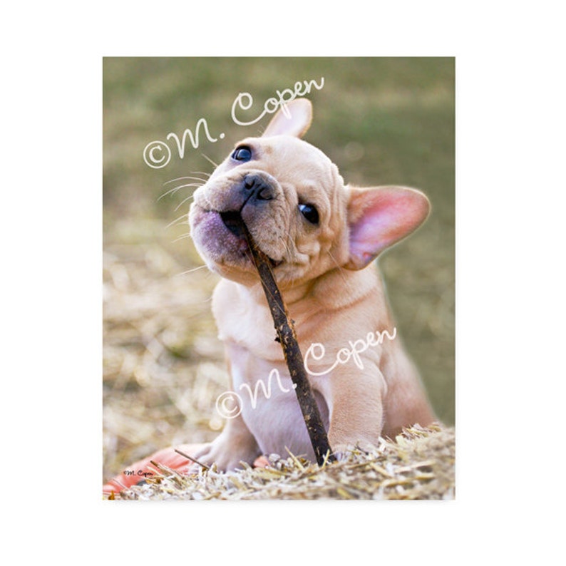 Fawn French Bulldog 8 x 10 Professional Print image 1