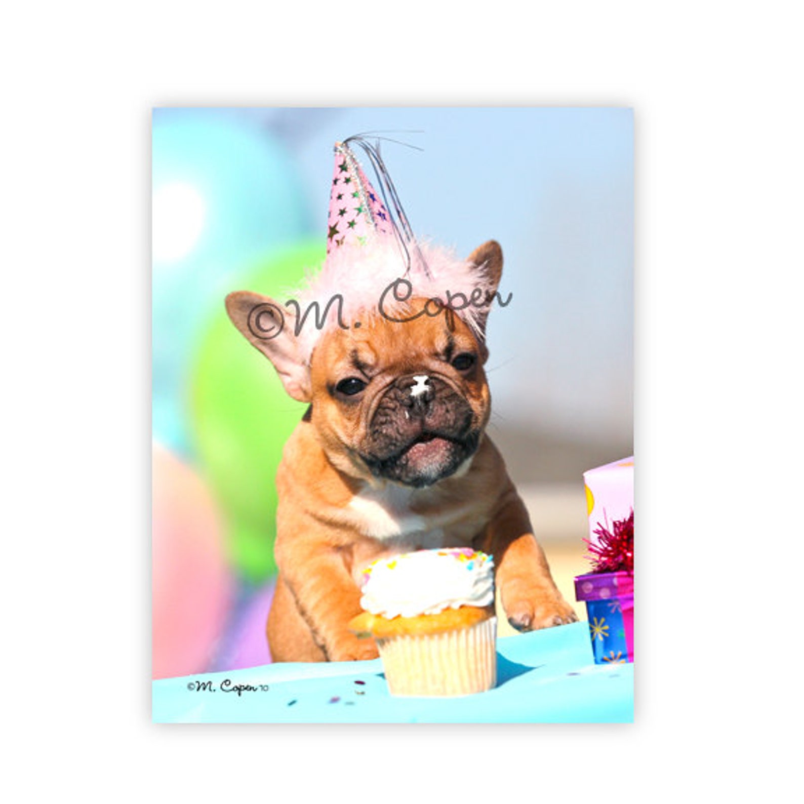 Французский бульдог Happy Birthday