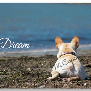 DREAM Fawn French Bulldog Cards - Set di 4 carte - Sea Breeze - Oceano - Blu