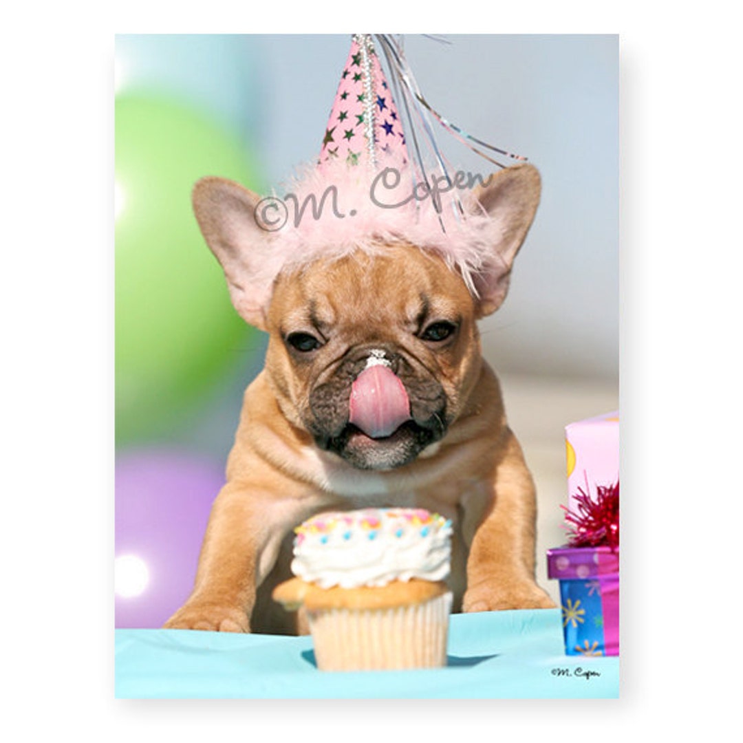 French Bulldog Birthday Card - One Card - Etsy