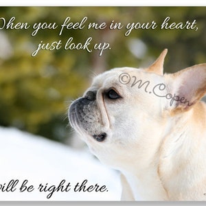 Als je me in je hart voelt, kijk dan omhoog. Ik kom er zo aan. - Fawn Franse Bulldog - ONE kaarten, Sympathie Franse Bulldog Kaarten