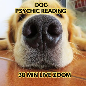 May include: A close-up of a golden-colored dog nose with the text DOG PSYCHIC READING at the top and 30 MIN LIVE ZOOM at the bottom. The dog has light fur and a dark, textured nose, with whiskers visible on both sides of the muzzle.
