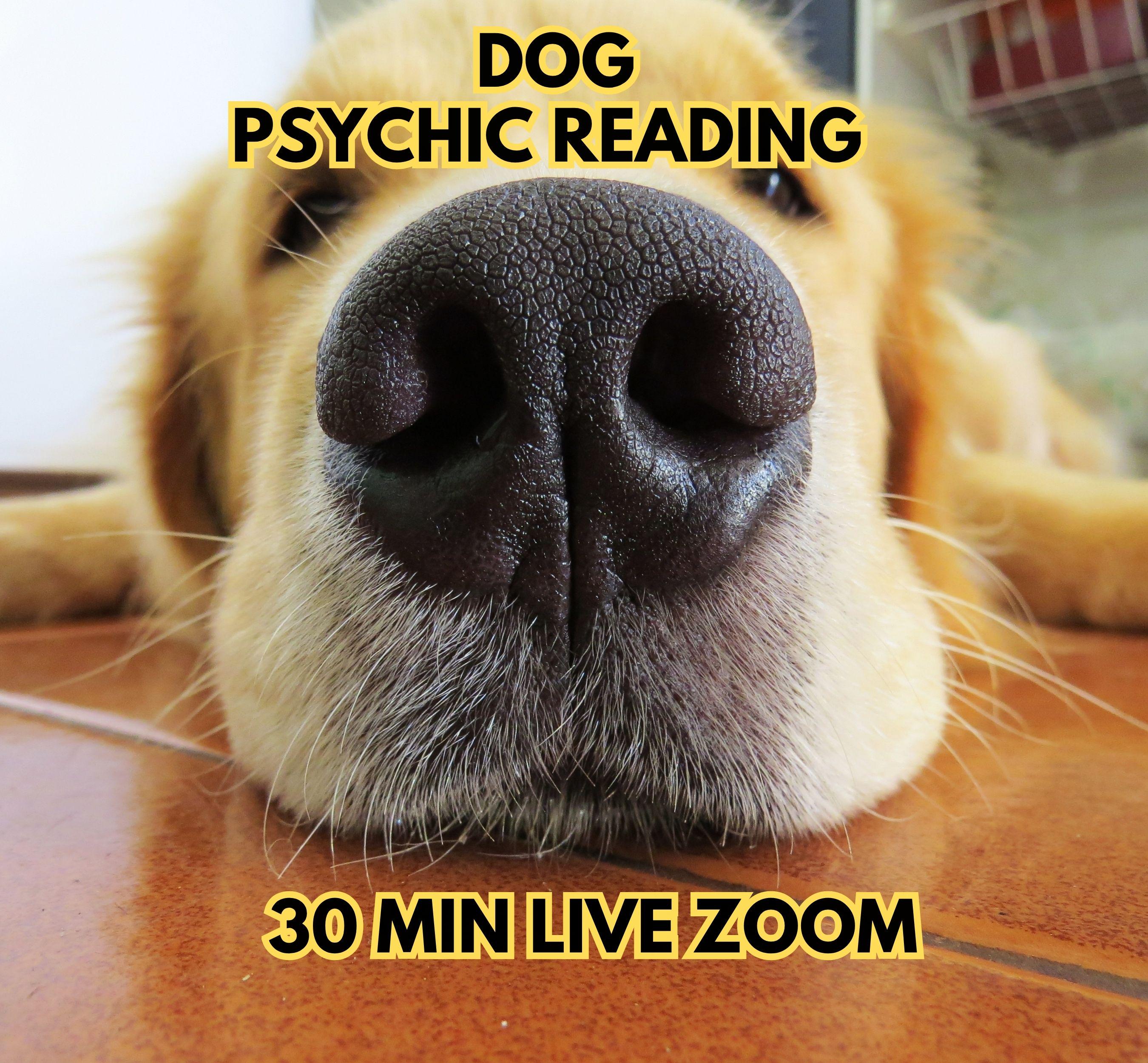 Zoom Pet Communicator - Etsy