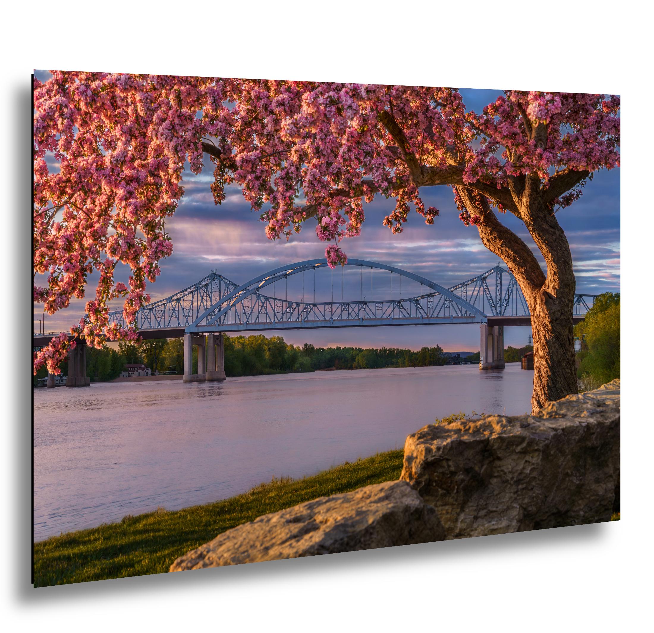 【Scarlet Bloom 】lithograph　直筆サイン・エディション Cass Street Bridge La Crosse Print, Cherry Blossom Photography