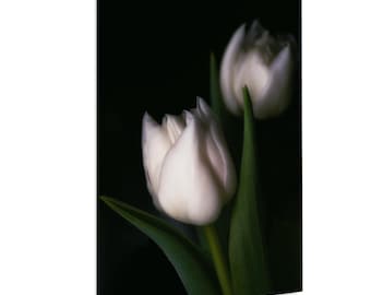 White Macro Tulip Art, Botanical Photography Print, Still Life Modern Floral Print