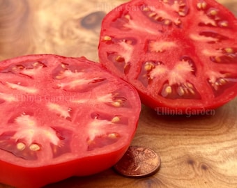 Semillas de tomate micro enano mongol