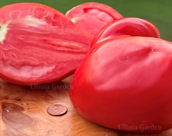Graines de tomates Cuore Antico de Terme